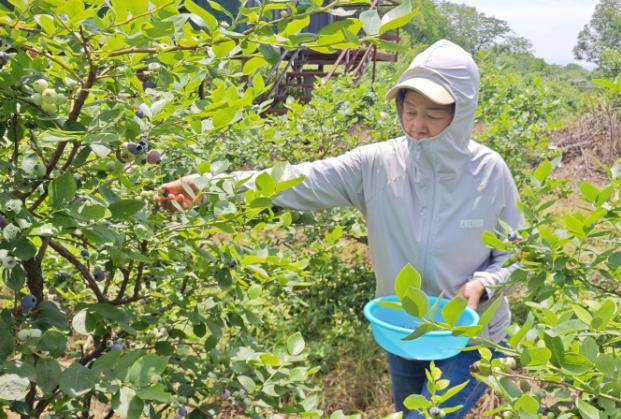 开云体育“水果贵族”迎来降价潮不到10元广西本地产开始上市(图3)