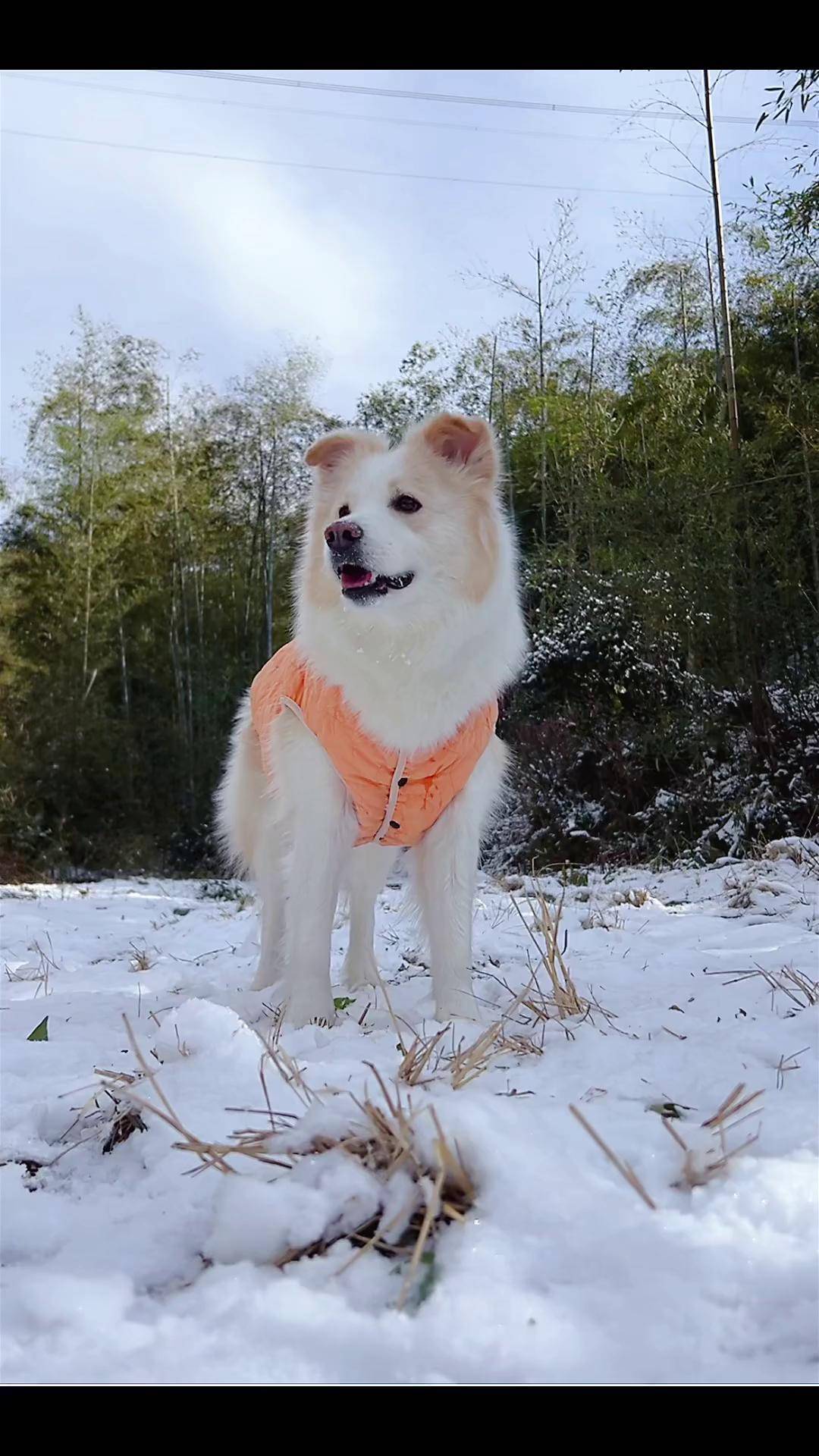 城里雪已经化完了,回山里抓个这场雪的尾巴边牧陈贝拉