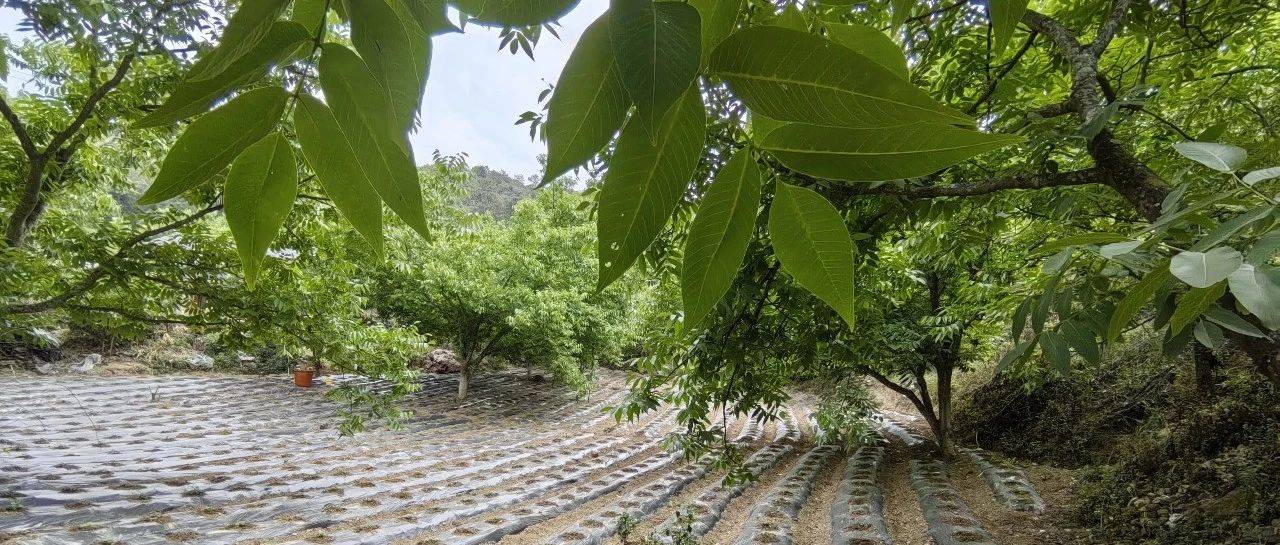 南涧县麻栗村:林下经济激活乡村振兴新动能_核桃_村民_茶园