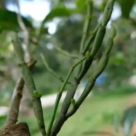 茶树上寄生螃蟹脚到底是茶还是虫?_普洱茶_治疗_民间