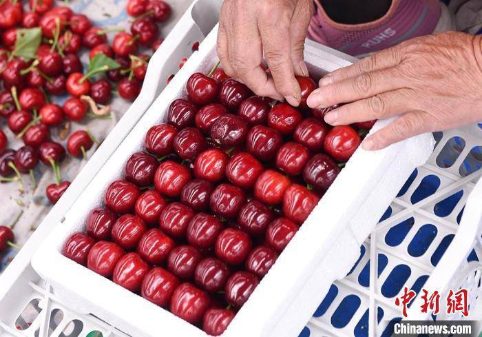 探访"中国大樱桃第一镇":客商云集成"甜蜜枢纽"