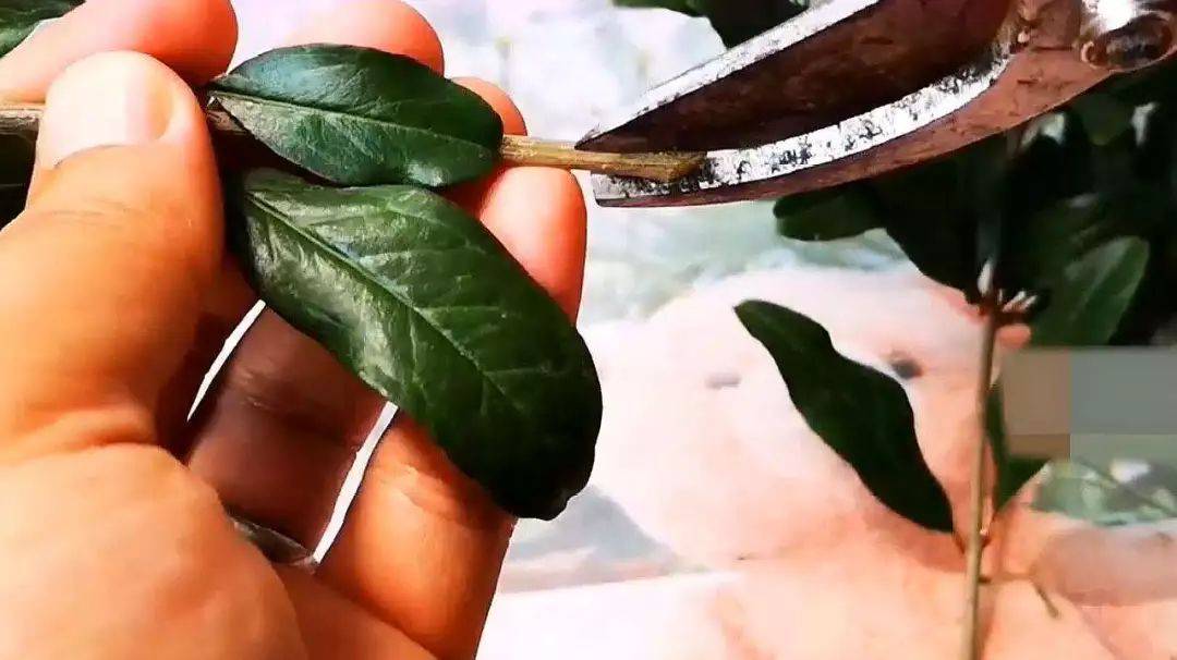 嫁接花木技巧_嫁接苗管理_嫁接基础知识入门
