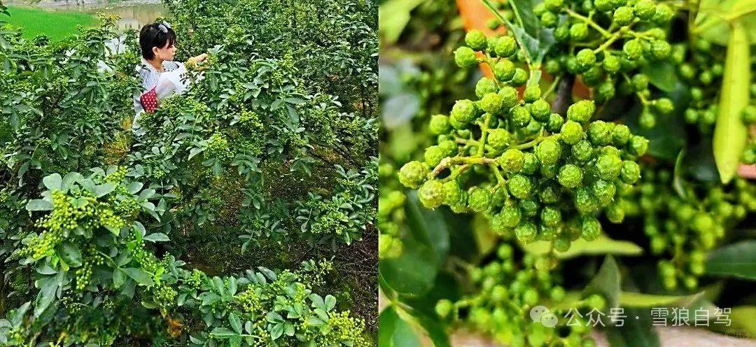 花椒种植气候