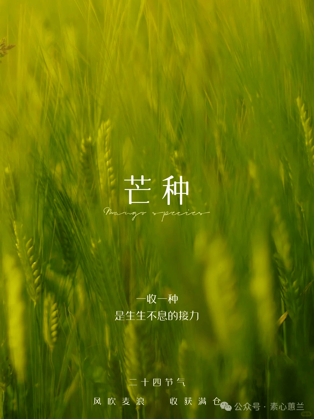 芒种图片文案大全,芒种快乐祝福问候语句子,忙中有序,常中有趣!
