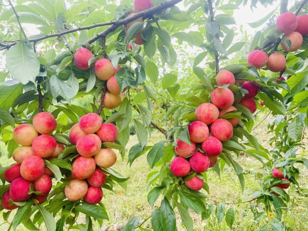 费!吃!凉风村60亩李子熟了,吃货们,冲啊