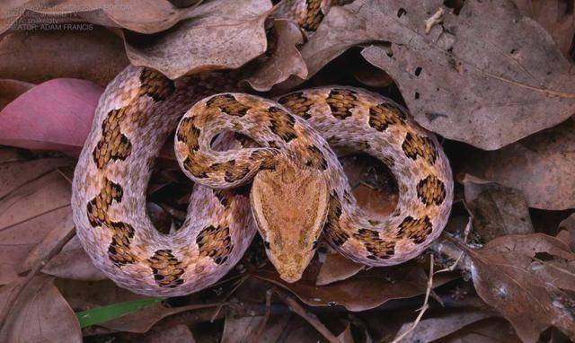 揭秘原矛头蝮:形态识别,藏身之地与生死急救