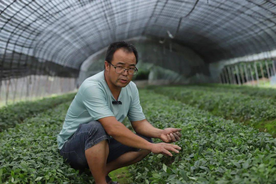 致富经种植亩收入过亿(致富经种植养殖全部视频)