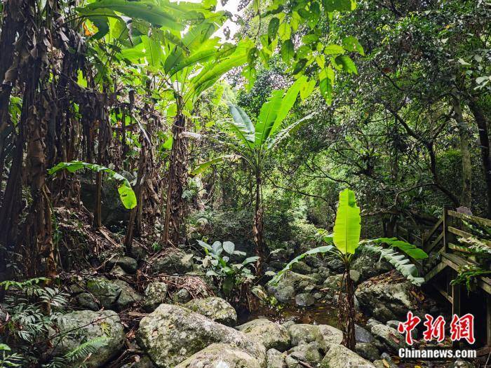何以中国·行走海南｜看山见海，纵身入山海