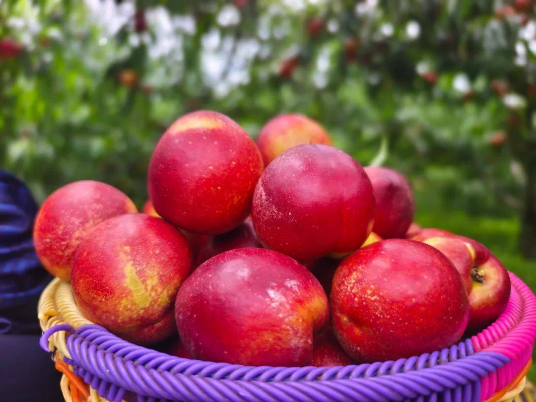 甜!威宁油桃上市了
