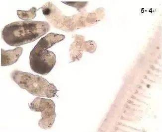 草鱼黑头黑背,每天死亡10多条!检查鱼感染指环虫!怎么处理?