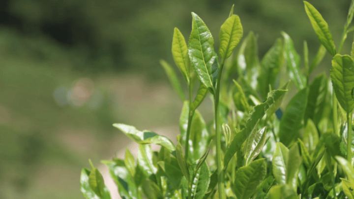 _德江煎茶：“壹沐”茶青！高竹山绿_德江煎茶：“壹沐”茶青！高竹山绿