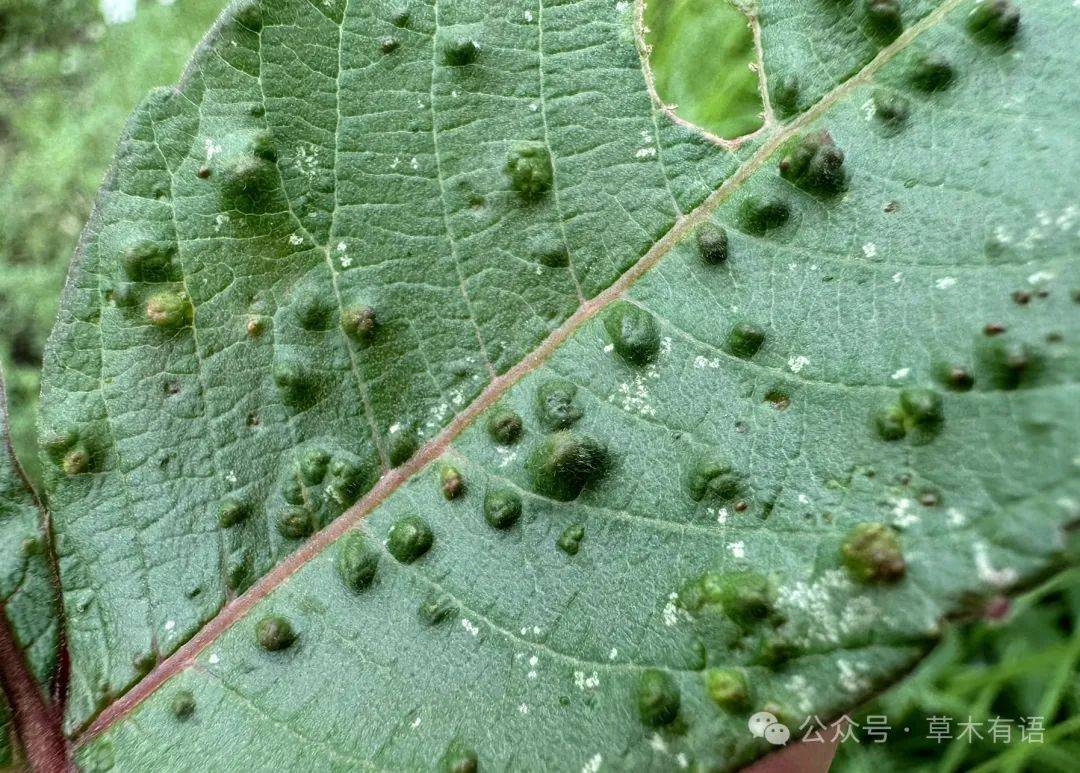 2025年观察一棵树