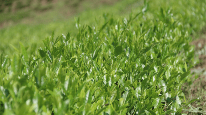 _德江煎茶：“壹沐”茶青！高竹山绿_德江煎茶：“壹沐”茶青！高竹山绿