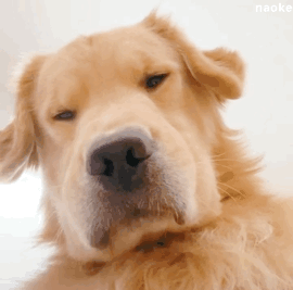 附带48张可爱狗狗金毛表情包天哪,快用小爪子拍我,使劲!