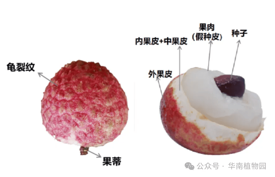 荔枝的果皮结构比较特殊,分为外,中,内三层.1