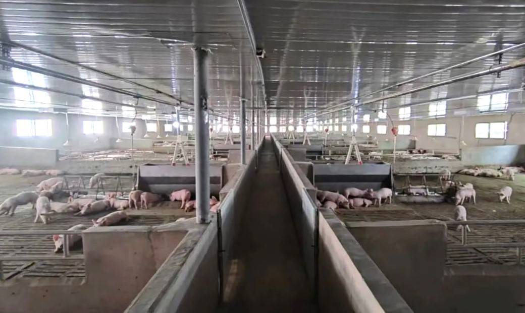 开阳新梦想智慧养猪场一期项目建成投产生猪养殖饲料 