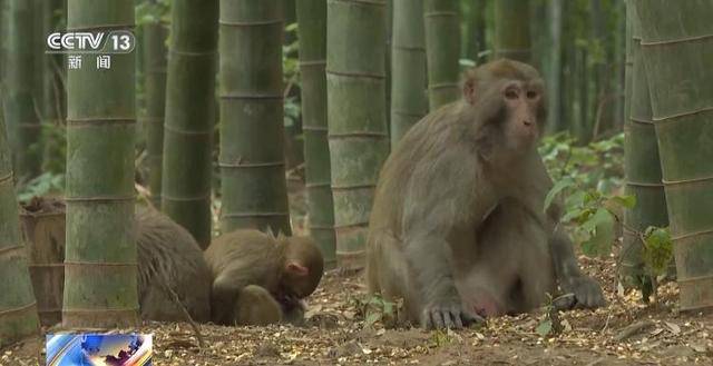 泼猴视频__泼猴什么意思