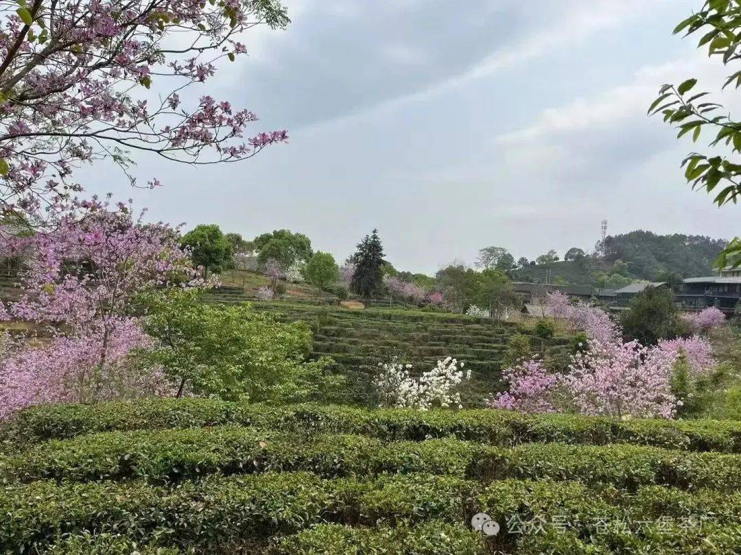 一缕茶香品静好，于茶中悟人生，享夏日清凉
