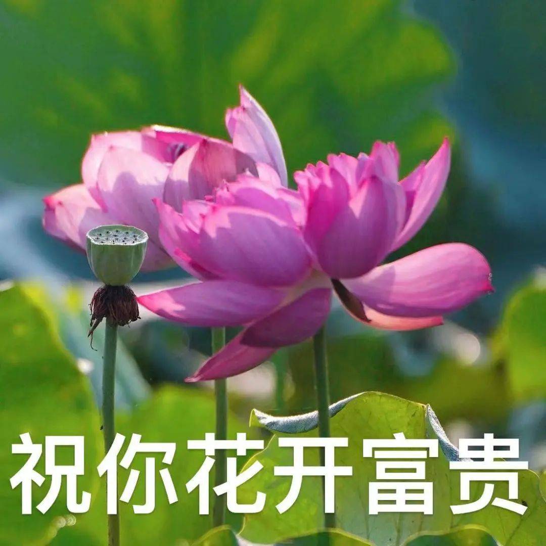衢州2025年版好运莲莲头像表情包# 你们的荷花头像上新啦#亲爱的长辈