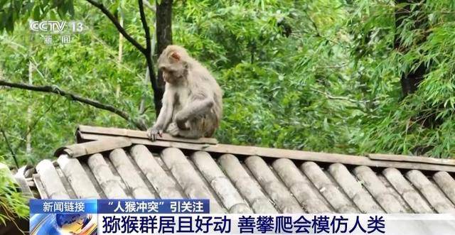 _泼猴视频_泼猴什么意思