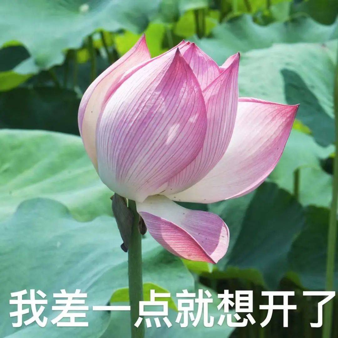 衢州2025年版好运莲莲头像表情包# 你们的荷花头像上新啦# 亲爱的长辈