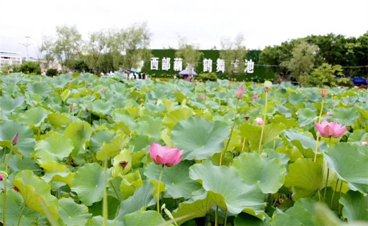 宜宾乡村旅游示范点__宜宾市乡村旅游发展现状