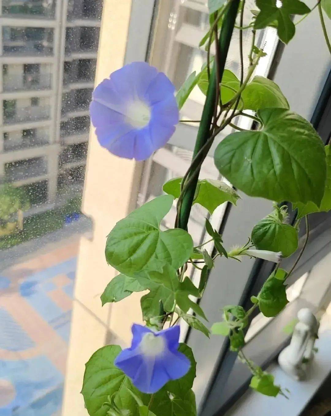 等来的不是梦中的花而是