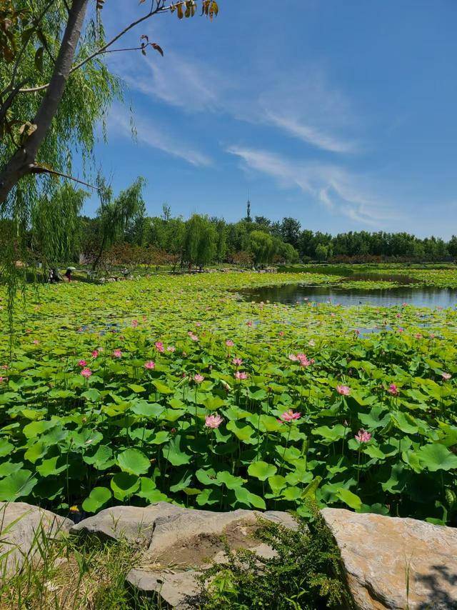 _夏至时节，荷花初绽，市民游客公园寻觅荷香雅韵_夏至时节，荷花初绽，市民游客公园寻觅荷香雅韵