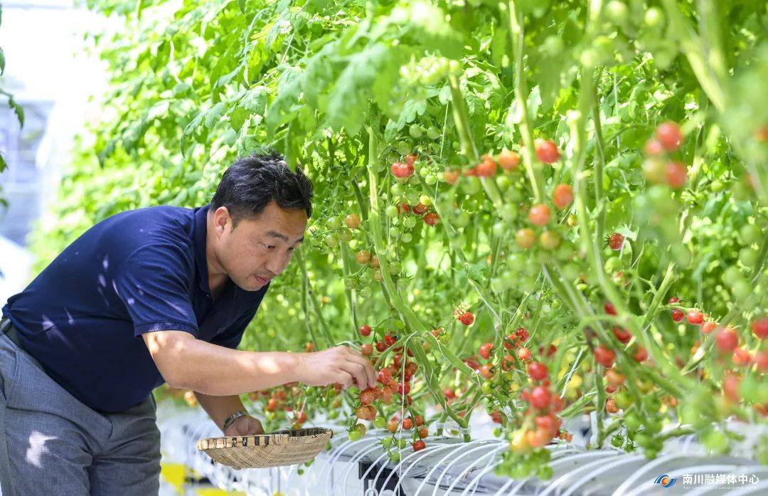 劳模带路 看新农人玩转“数字种菜”