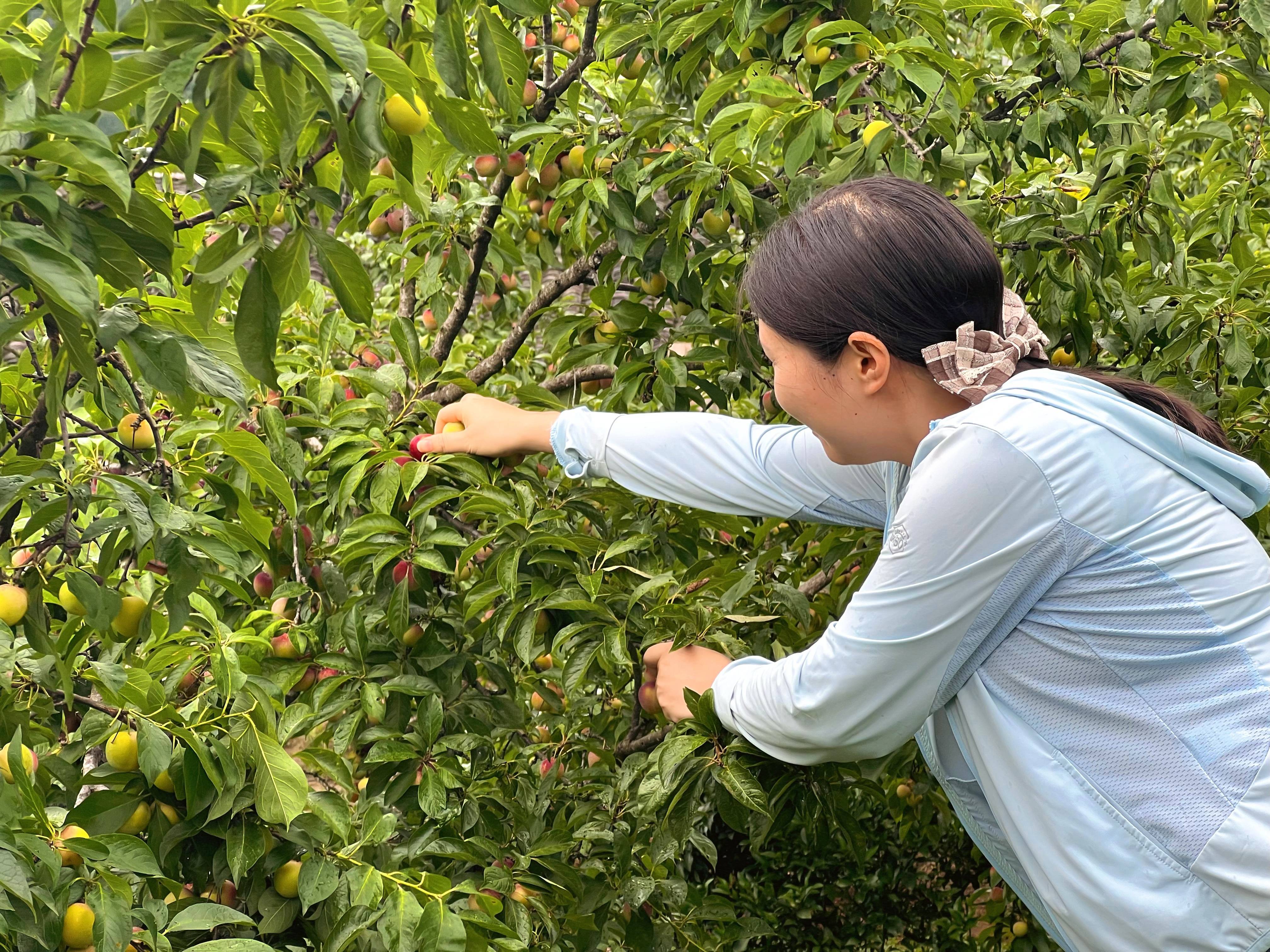 游客尽享采摘乐趣
