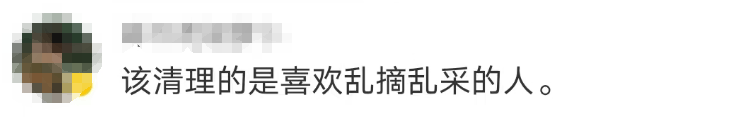 696969大但人文艺术价值:大片连根铲除！深圳一公园“火速响应”引质疑，网友为它喊冤