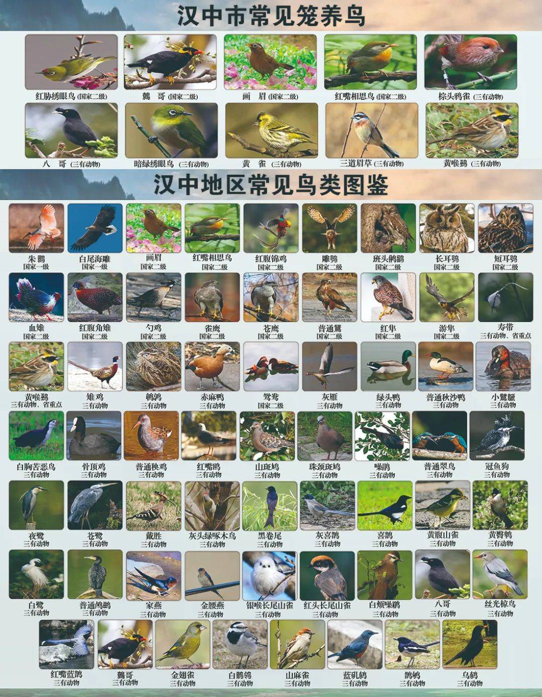 涨知识！汉中地区常见鸟类图鉴，全方位认识“小精灵”_雌鸟_黑褐色