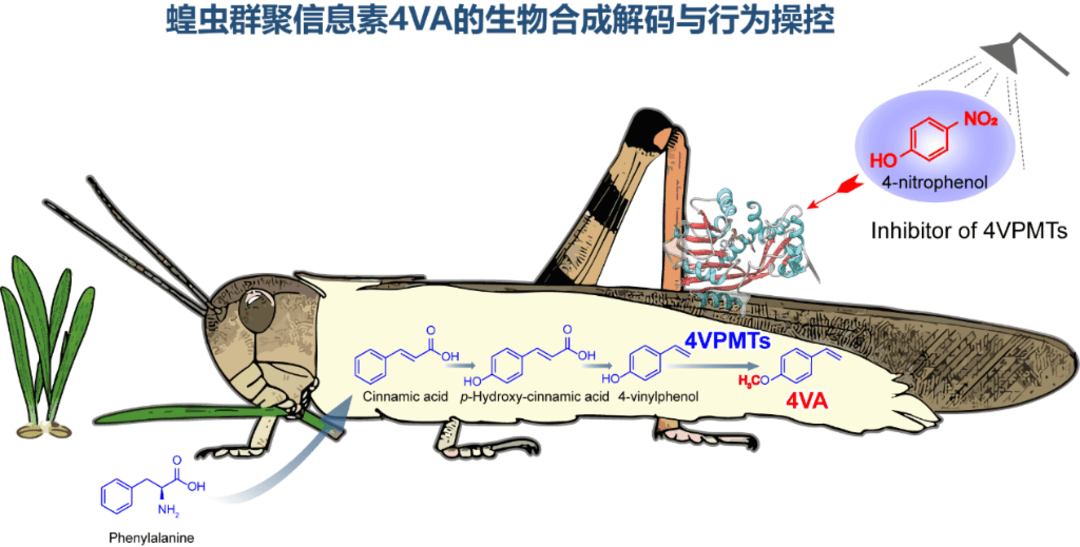 生态防范蝗灾！我国科学家破译“虫族密会”暗号
