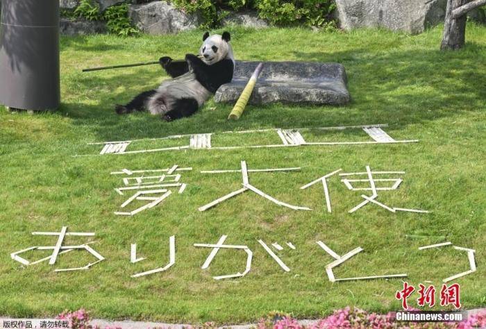 图片[3]-4只旅日大熊猫将回国 日本民众：“感谢带来的美好回忆” -华闻时空