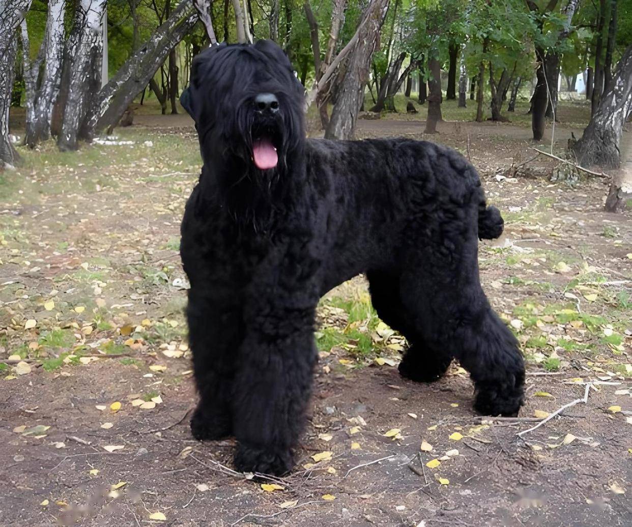 食。光機（寵物不落地） | 來自Sunny吃美食的4 顆星評論| 寵物主題| 找餐廳用Fooday, image size:1242x1036