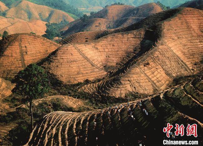 隔岸观火小说:从荒山到林海 广东续写“岳山造林”绿美新篇章