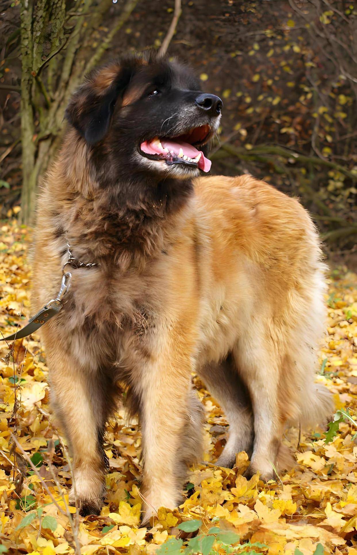 盘点狗界体型最大的10种狗，带你了解这些震撼人心的“狗中巨兽”_搜狐网, image size:1242x1930