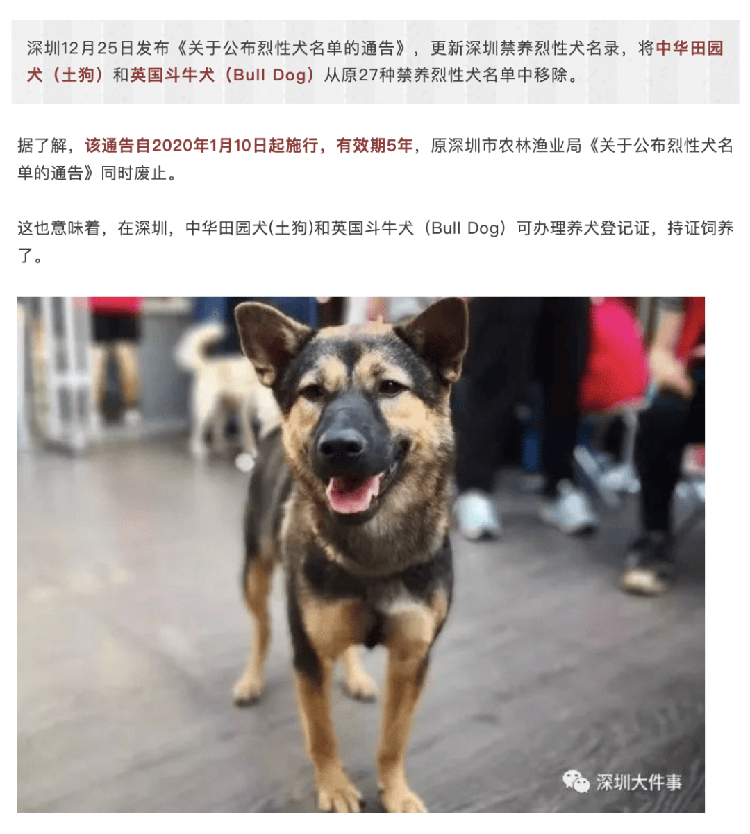 红楼之仁心:广州等多地，已解禁土狗