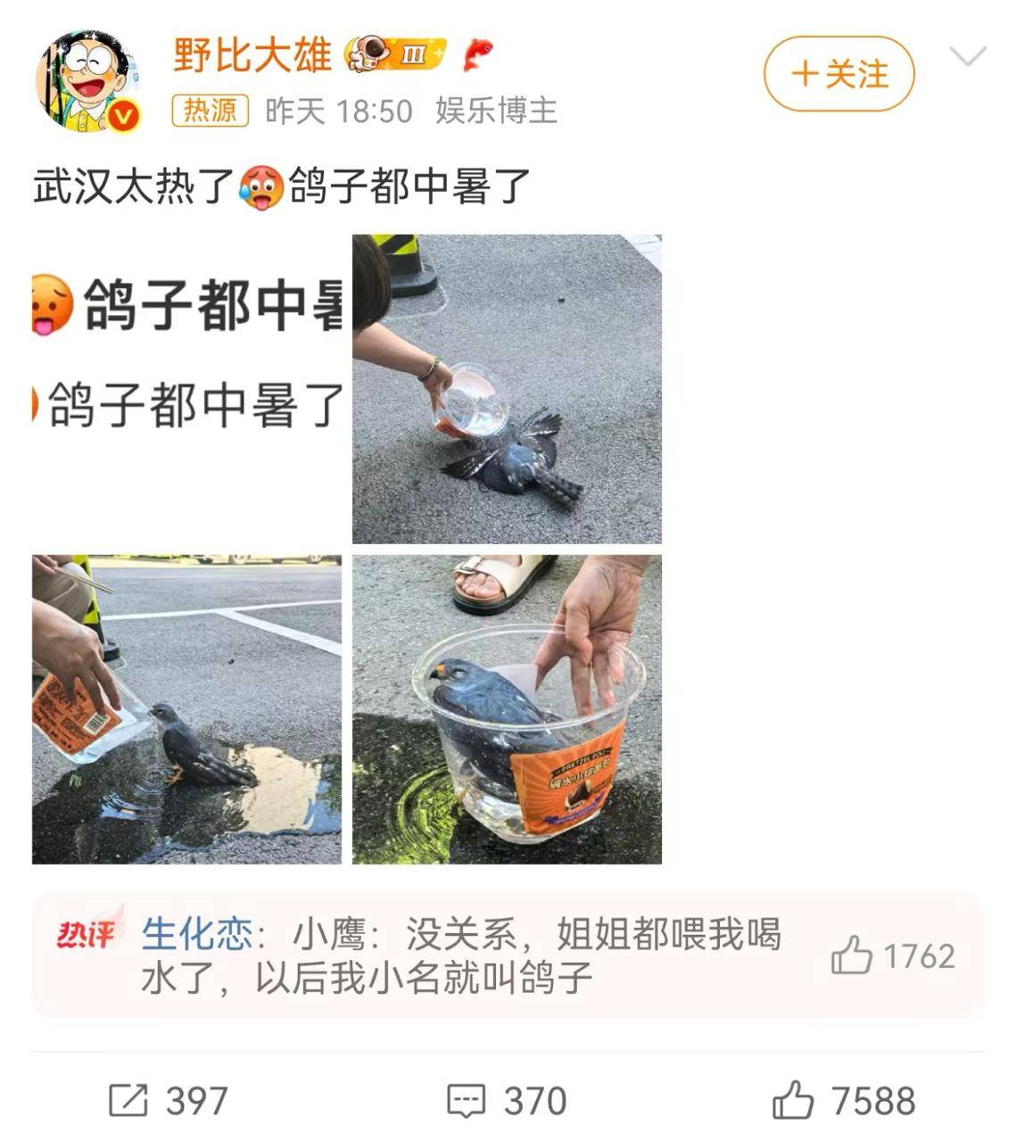 科普！武汉太热了鸽子都中暑了？长得像鸽子实为赤腹鹰，掉在路面不一定是高温导致_搜狐网, image size:1139x1280