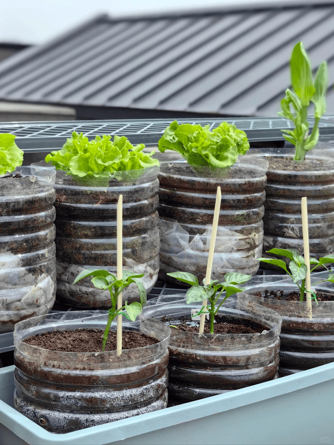 上海一女子,因300个矿泉水瓶种菜走红,网友:买菜钱都省了