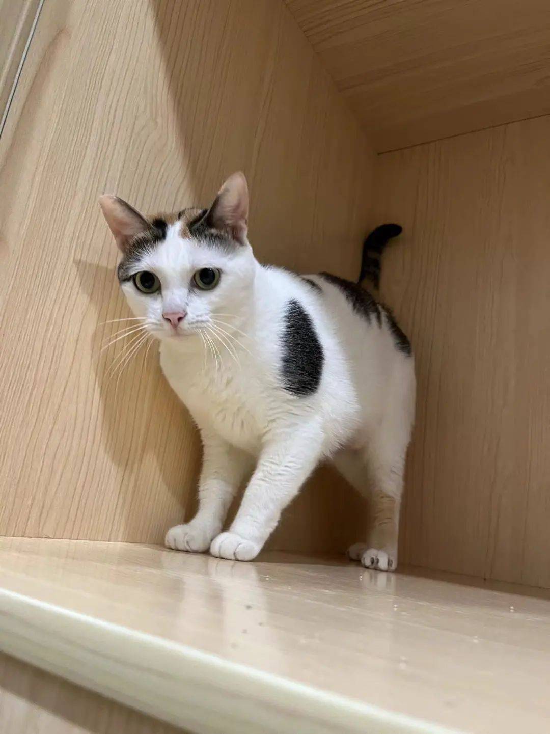 126只猫31只狗1只兔子待领养