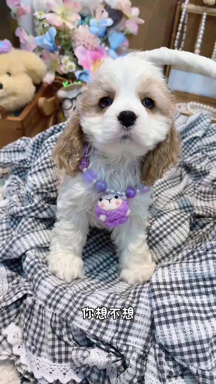黄白花美卡 正开脸迪士尼小狗 可卡犬 迪士尼小狗