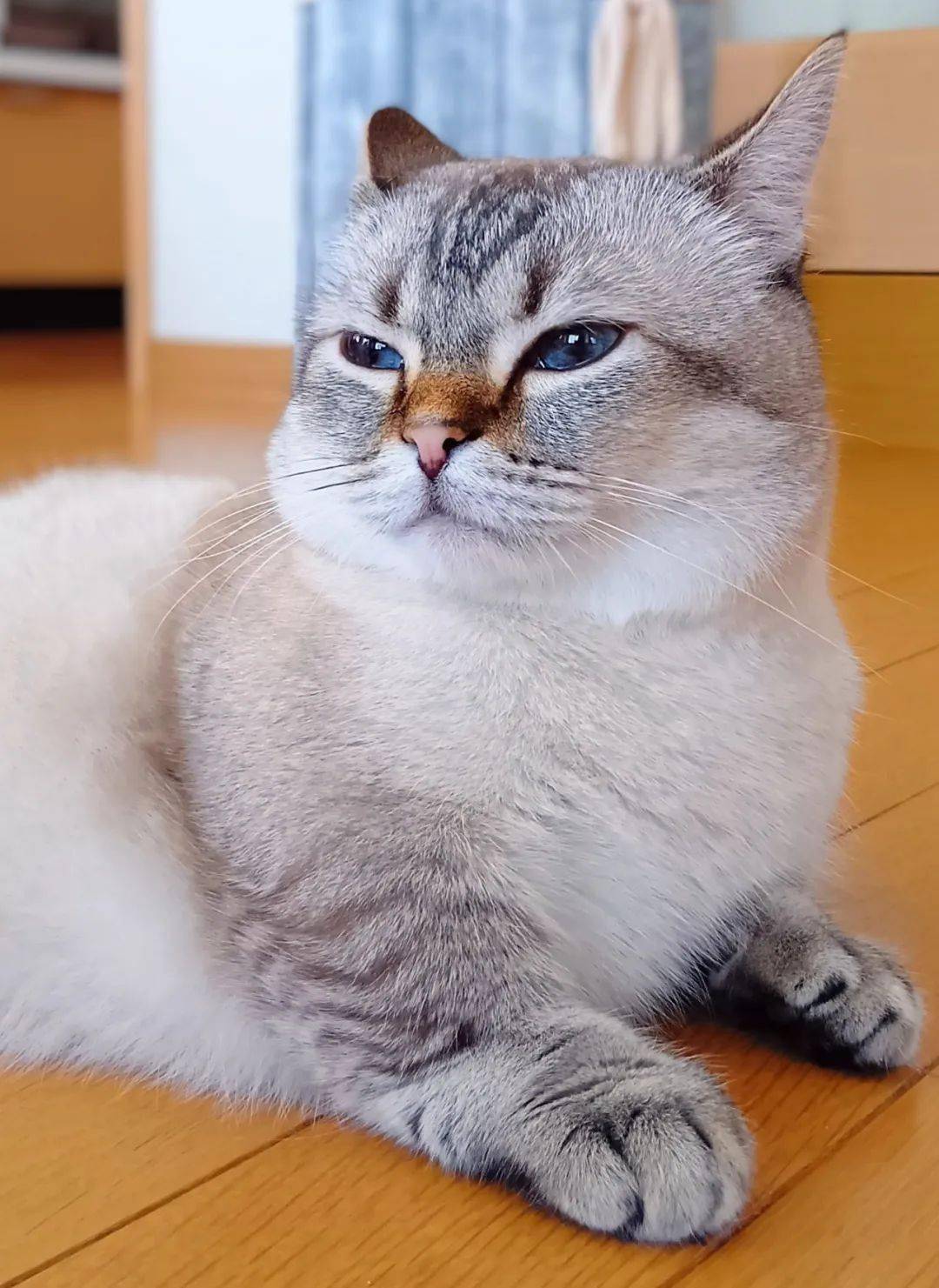 maru头像