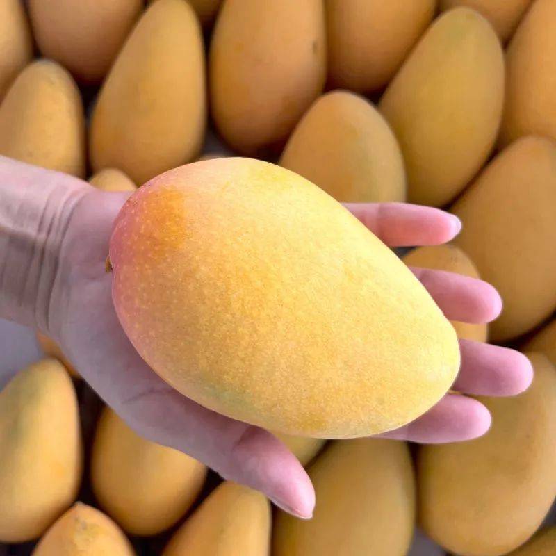 8元,抢鲜尝百色芒果!