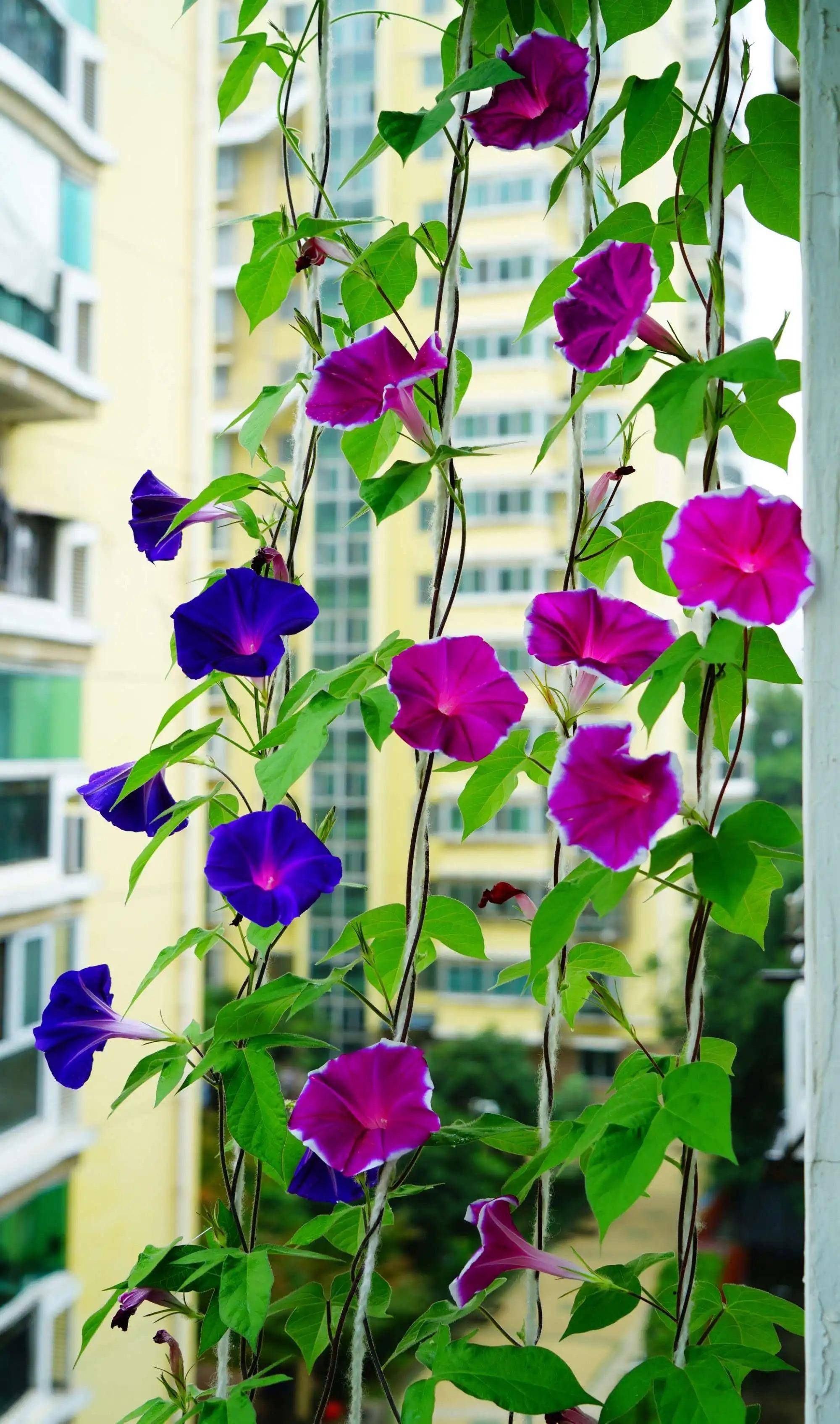 3种顽强的漂亮花,有土就能活,开花一大片,好养皮实"爱开花"