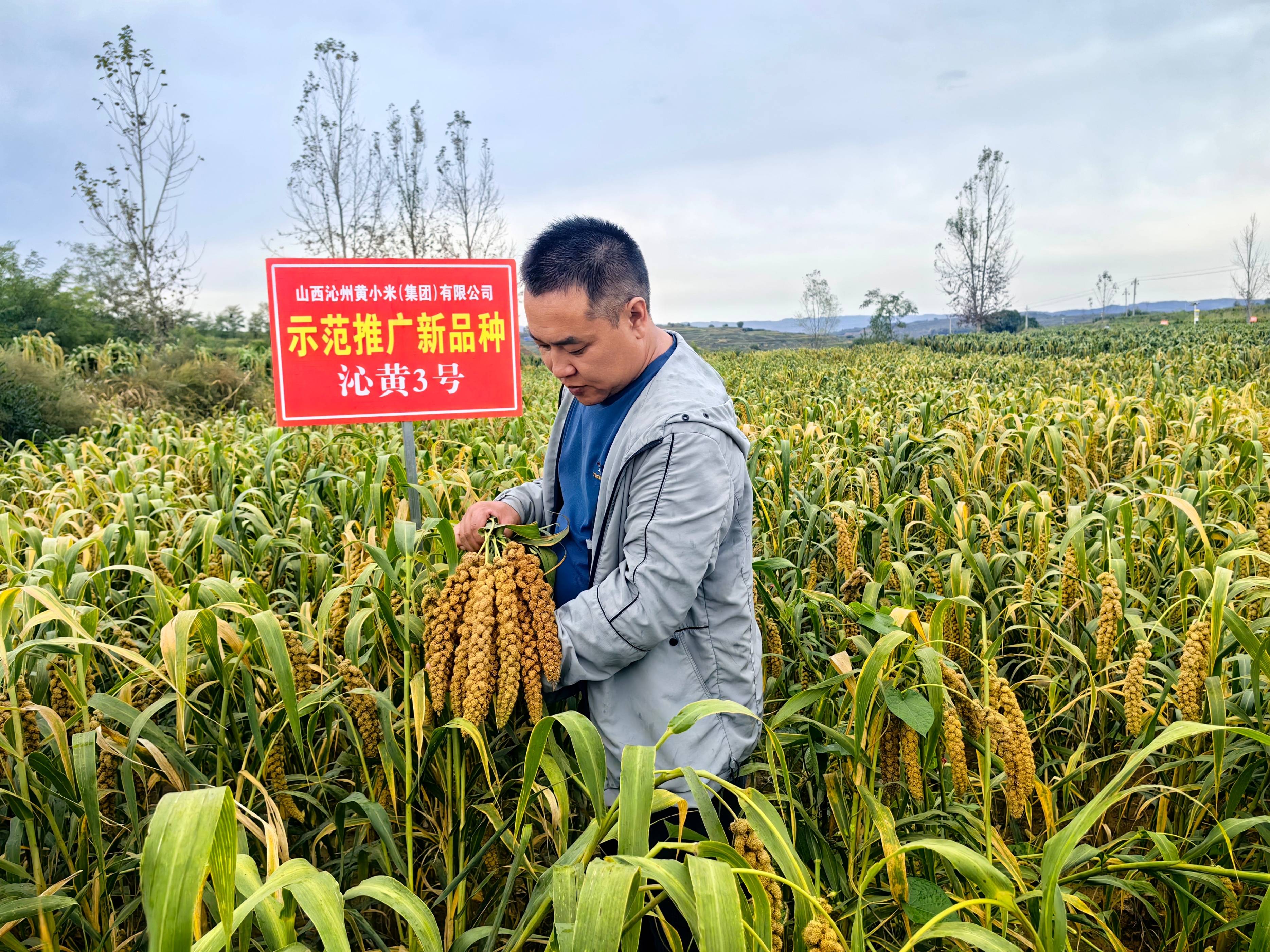 国家谷子产业体系首席专家合作培育的"沁黄3号"小米已进行大面积种植