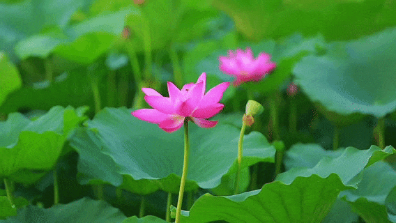 大兴这些夏日限定美景,赏过荷花的夏天必定"好运莲莲"