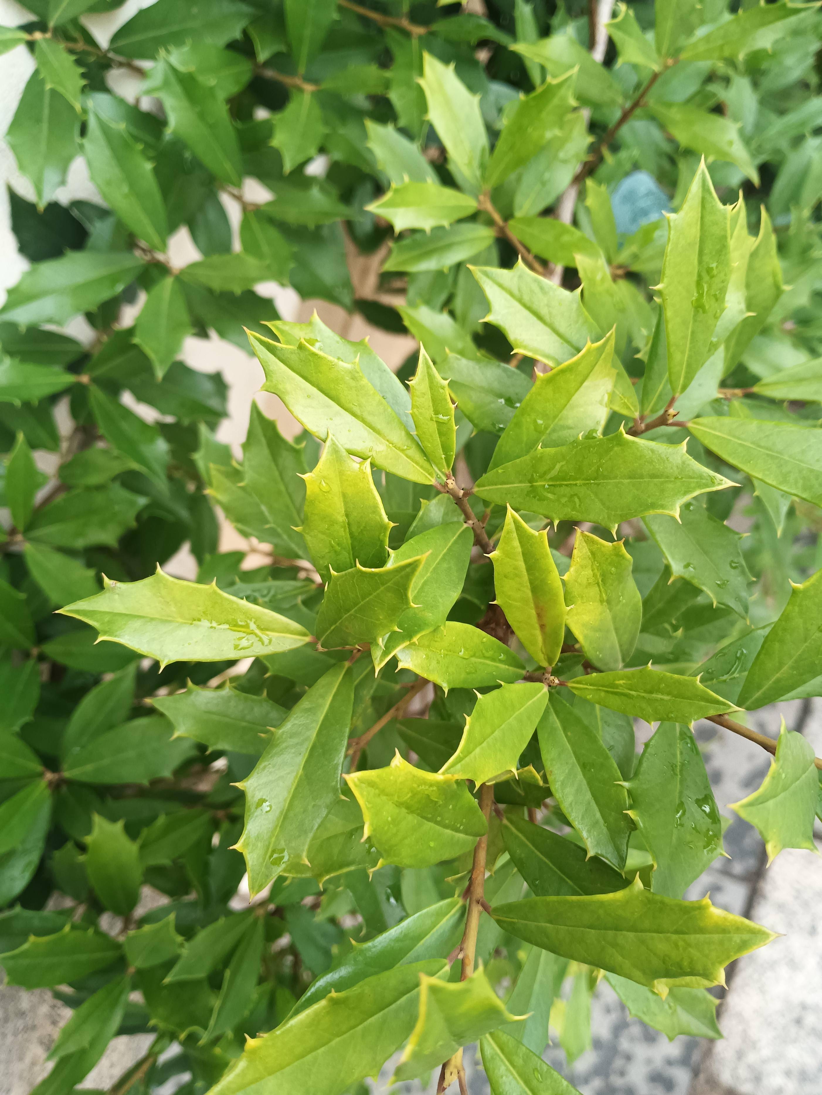 药用植物"十大功劳"为什么叫十大功劳?
