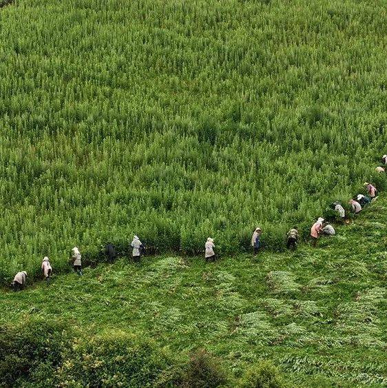 闲地变药田 艾草助增收！新平县建兴乡打造艾草种植示范基地_加工_周边_马继国