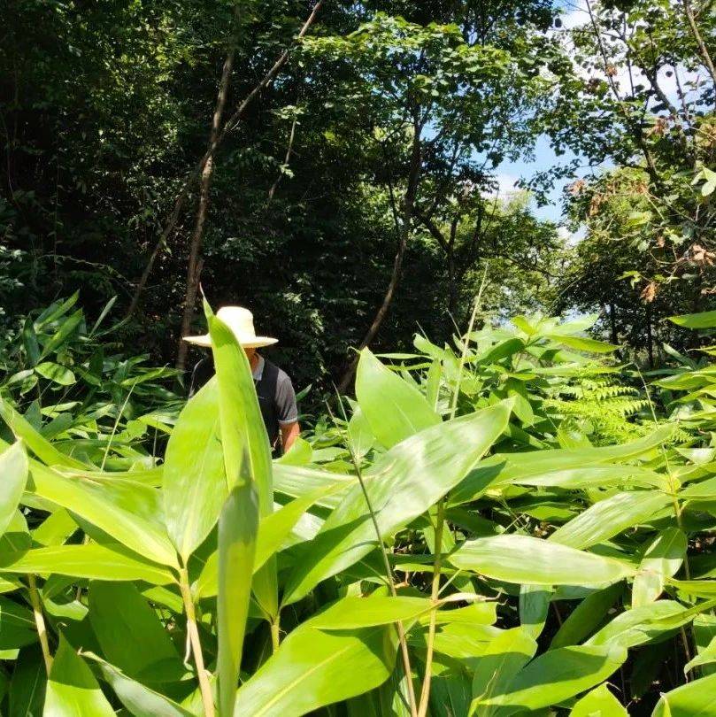 三穗： “小粽叶”成为群众增收“金叶子”_箬竹_毛定军_种植